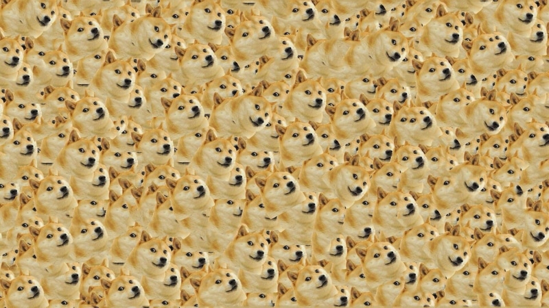 Dog, 1080P, meal, inu, directly above, brown, in a row, snack, organic, no people, abundance, full frame, Doge, shiba, repetition, side by side, illustration
