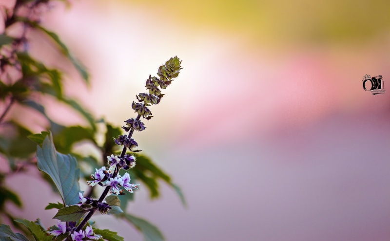 plant, 5K, fragility, no people, growth, tulsi, beauty in nature, flower, close-up, selective focus, basil, vejyanti, petal, freshness, outdoors, Macro