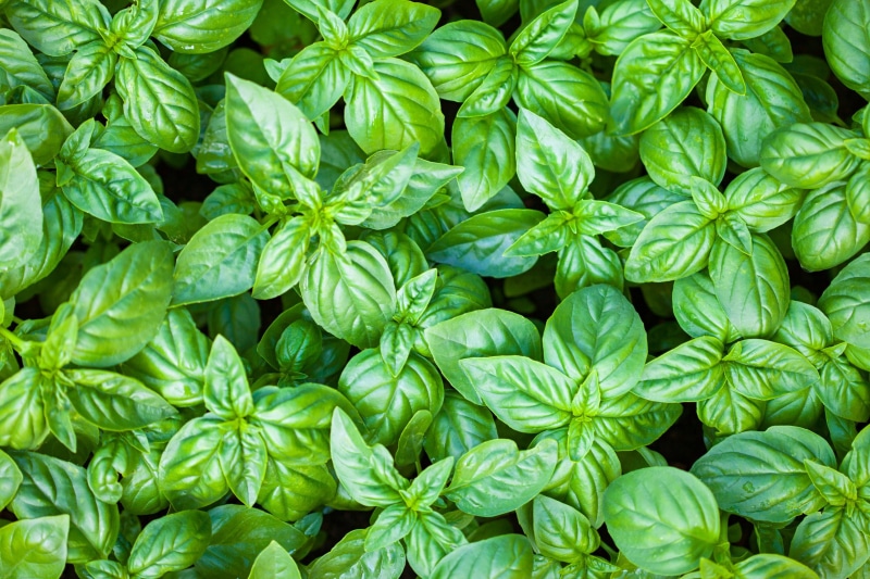 plants, 2K, basil, green