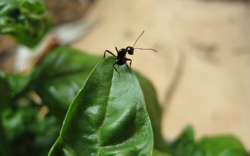 no people, outdoors, animal, green color, animal themes, growth, black, day, nature, plant, green, beauty in nature, ant, one animal, close-up, plant part