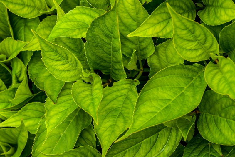 nature, 4K, leaf vein, plant part, sweet, skin, blossom, plant, araceae, iris, vegetable, growth, veins, day, citrus fruit, beauty in nature, backgrounds