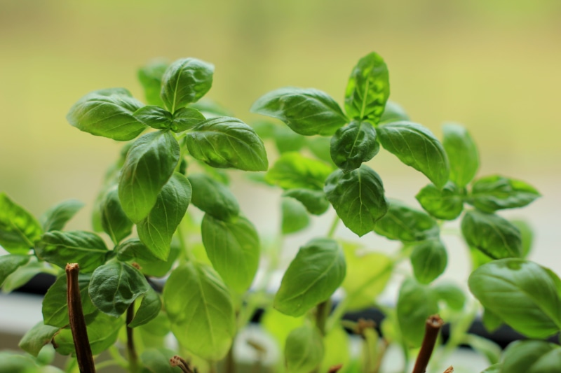 freshness, Basil, growth, Taste, Gewürz, Cooking, leaves, nature, shallow focus, green Color, focus, green, Flavour, Küche, Aroma, photo, shallow, leaf
