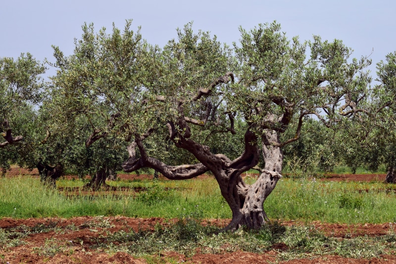 wood, green, beauty in nature, old, grass, olive grove, environment, growth, land, cultivation, scenics - nature, oelfrucht, no people, hardwood, 5K, log