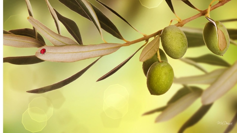 ready, green, food, 1080P, harvest, mediterranean, olives, iraq, tree, leaves, nature and landscapes
