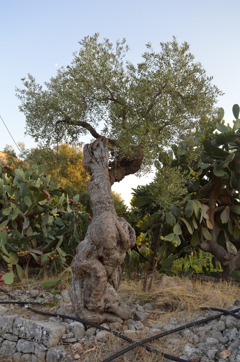 sky, puglia, tranquil scene, plant part, tree, olive grove, olive plants, day, agriculture, 5K, leaf, beauty in nature, campaign, olives, park, nature