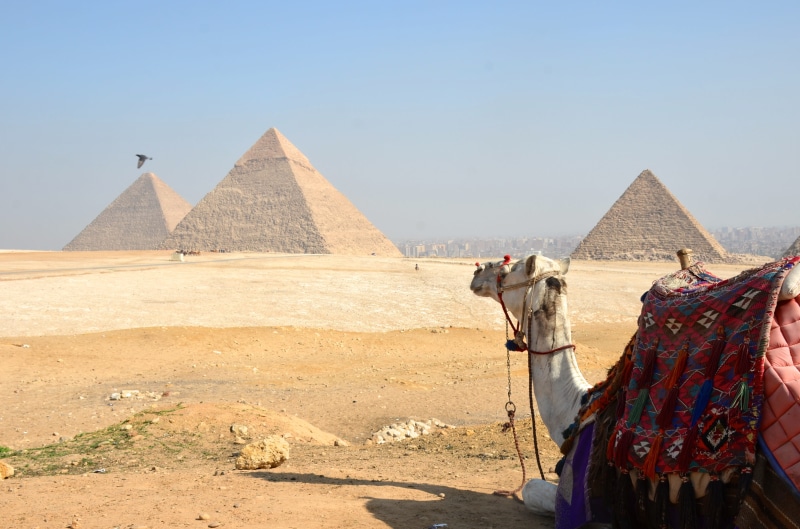 no people, history, ancient, arid climate, sand, mammal, egypt, archaeology, camel, climate, great pyramids, the past, the great pyramid at giza, 4K, nature