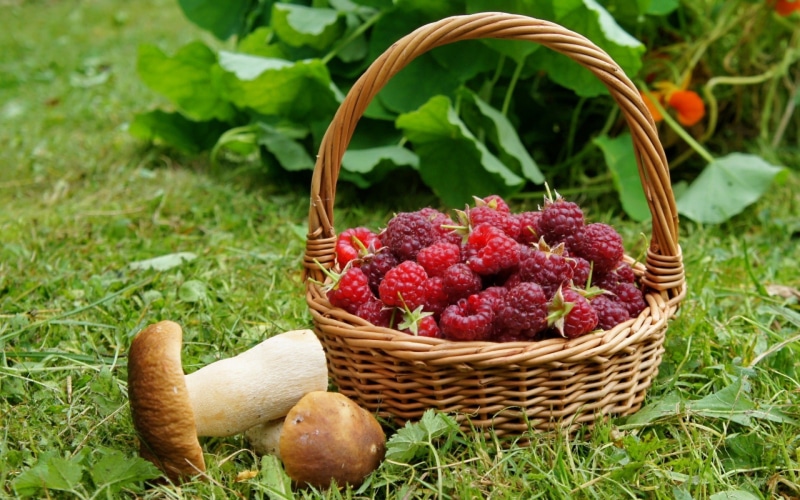hot drink, freshness, leaf, 1080P, food, growth, drink, wellbeing, natural condition, berry fruit, red, fruit, green color, no people, wicker, basket