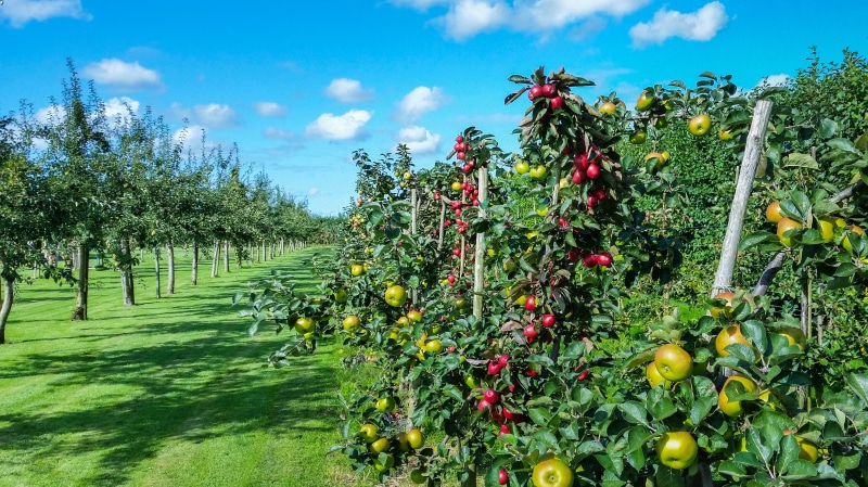 apple tree, orchard, food, fruit tree, trees, ripe, day, 4K, beauty in nature, flower, growth, fruits, outdoors, flowering plant, healthy eating, green