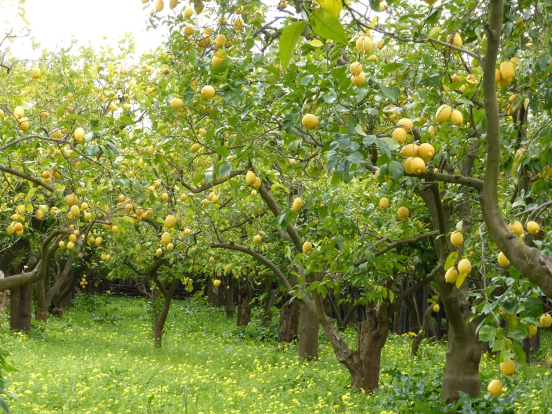 nature, day, fruit tree, plant part, Lemon Trees, italy, food, food and drink, summer, outdoors, garden, grape, growth, healthy eating, organic, crop, 4K