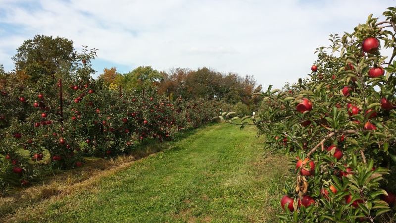 tree, produce, wellbeing, farm, food and drink, fruit, 4K, freshness, crop, apples, branch, agriculture, plant, healthy eating, apple - fruit, harvest