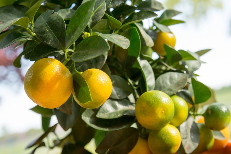 Calamondin, 5K, branch, green Color, lemon, mandarin, Calamansi, focus on foreground, agriculture, calamondinorange, day, food, citrus Fruit, plant, outdoors