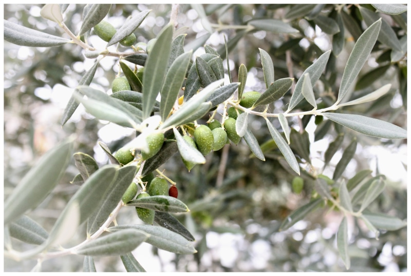 plant, wood, frutis, close, eat, photography, mallorca, fruits, olive branch, 4K, leaf, olives, branch, drupes, outdoors, green, close-up, beauty in nature