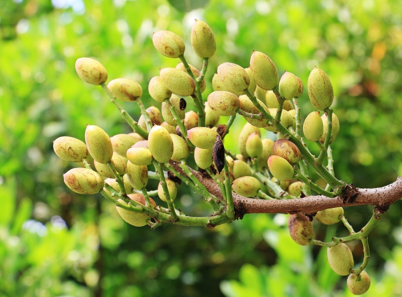 no people, cure, nut, shell, photography, fruit, green, sumagewächs, plant, leaf, growth, pistachios, focus, tree, shallow, 4K, day, beauty in nature