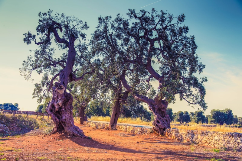 growth, tranquility, landscape, day, sky, sunlight, trunk, beauty in nature, tree trunk, tree, land, scenics - nature, 5K, branch, italy, nature, mediterranean