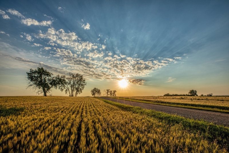 plants, field, Sun, Agro (Plants), 1080P, sky