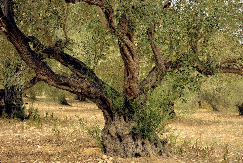 gnarled, tranquil scene, 5K, lebanon, land, tranquility, tribe, non-urban scene, wood, agriculture, old, trunk, outdoors, beauty in nature, mediterranean