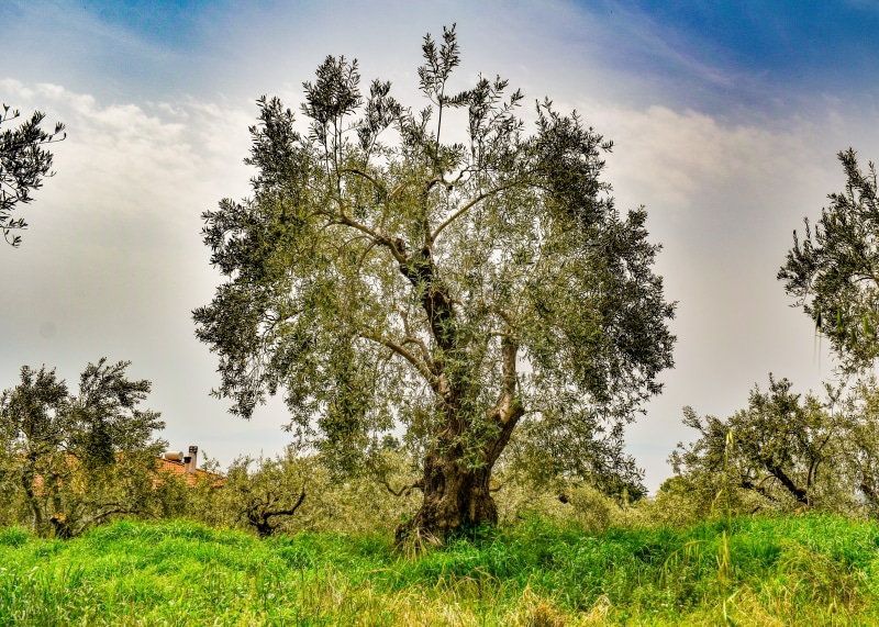 land, landscape, field, green color, tranquility, sky, nature, no people, environment, scenics - nature, plant, outdoors, scenery, olive tree, tranquil scene