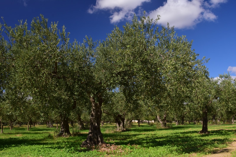 environment, scenics - nature, land, growth, treelined, grass, field, sunlight, cloud - sky, tranquility, plantation, planting, olive grove, landscape
