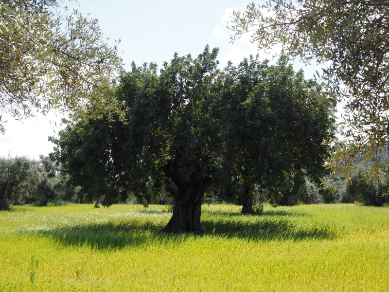 day, growth, agriculture, tranquility, plantation, tree, olive grove, sky, field, tranquil scene, grass, plant, land, sunlight, planting, olive cultivation