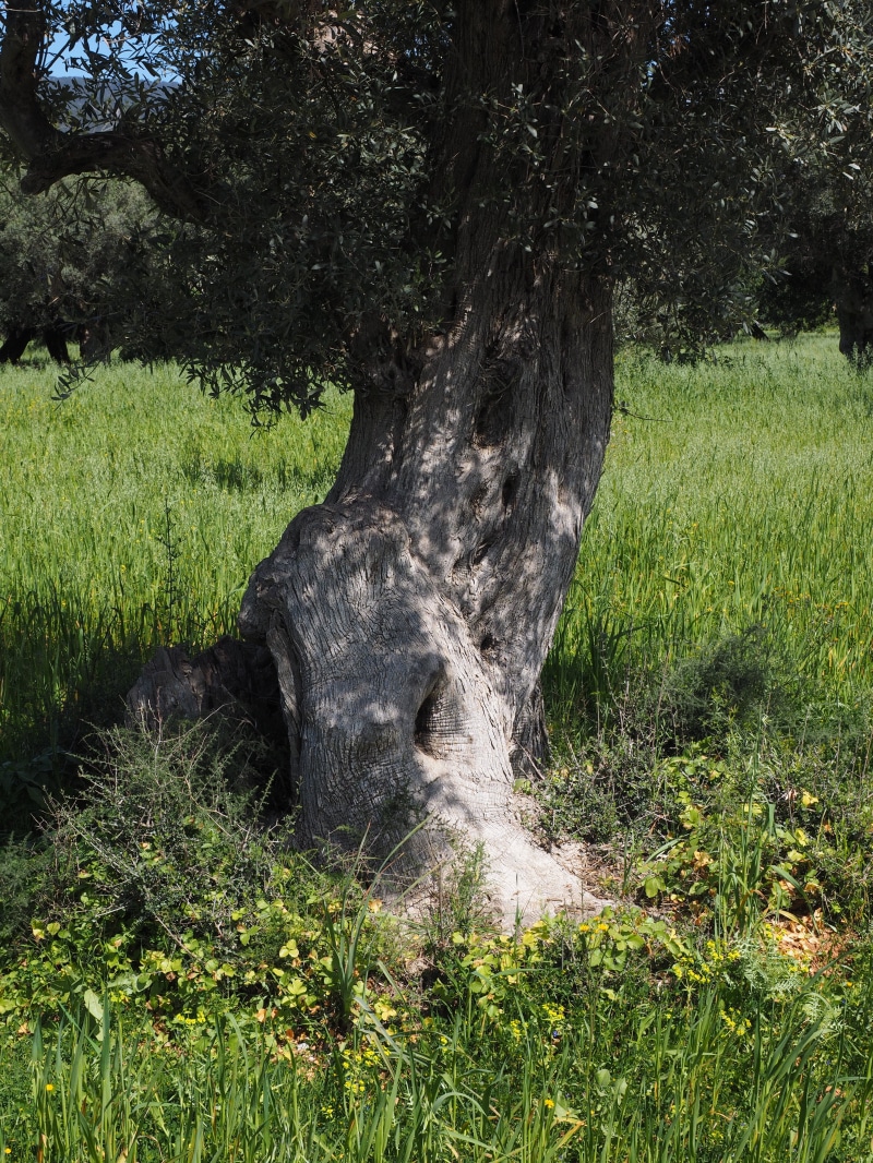 outdoors, green color, olive garden, beauty in nature, olive grove, scenics - nature, planting, landscape, trunk, nature, bark, grass, day, 4K, environment