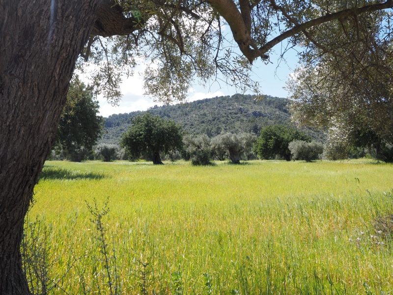 scenics - nature, outdoors, day, daytime, no people, olive cultivation, olive grove, olive garden, green, olive planting, growth, tree trunk, olive tree