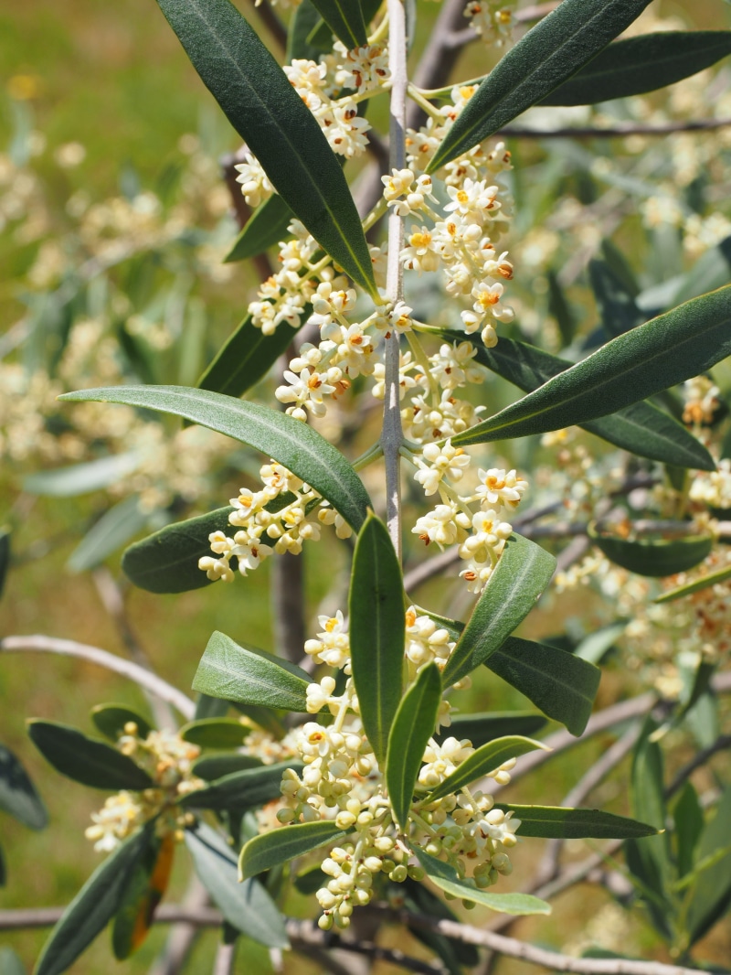 plant, Olive Tree, olea europaea, flower head, olivier, flowering plant, fragility, plant stem, focus on foreground, Flowers, close-up, crop, olive blossoms