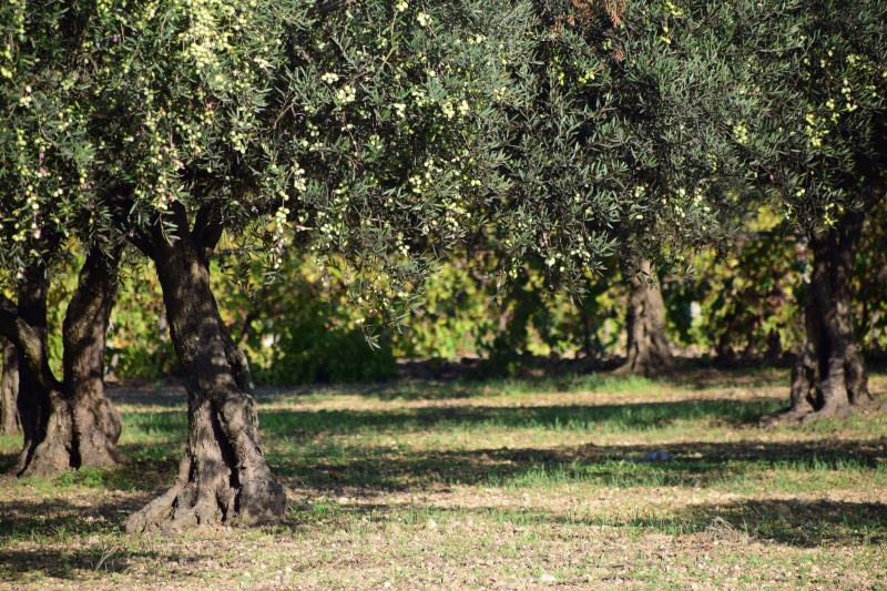 tree, growth, green color, sunlight, tranquility, beauty in nature, land, fruits, leafed, trees, old, trunk, green, plant, daytime, forest, olives, no people