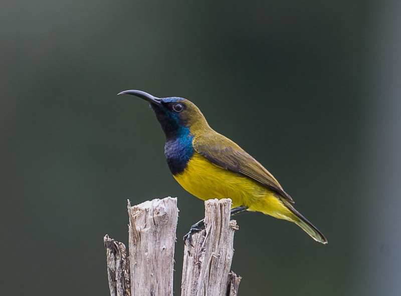 green, beak, Central, backed, 720P, twig, animals In The Wild, tree, nature, Katchal, wildlife, perched, yellow, animal, olive, Nikon, Olive-backed Sunbird