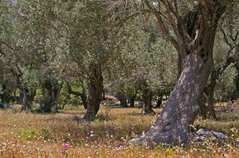 summer, heat, samos, olive trees, greece, no people, healthy, tranquility, feed, grasses, park - man made space, meadow, tree trunk, springtime, Old, oily
