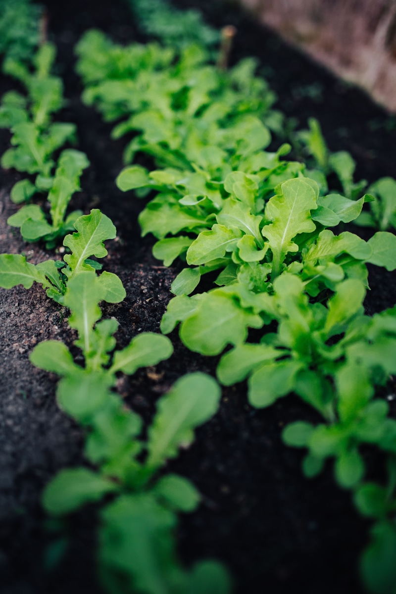 plant part, plant nursery, agriculture, seedling, land, organic, garden, close-up, garden plants, cultivated, healthy eating, beauty in nature, nature