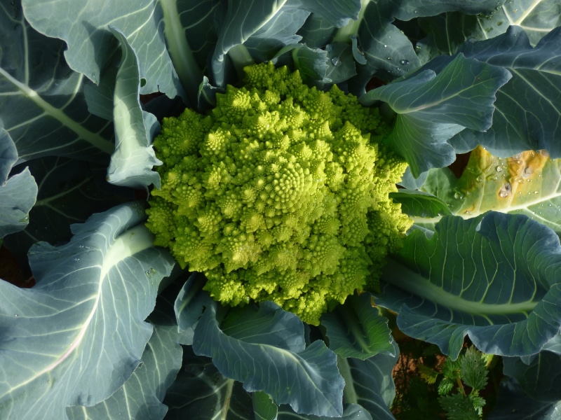 green color, fresh, eating, plant, Romanesco, directly above, agriculture, healthy eating, vegetarian, food and drink, full frame, 4K, farming, plant part