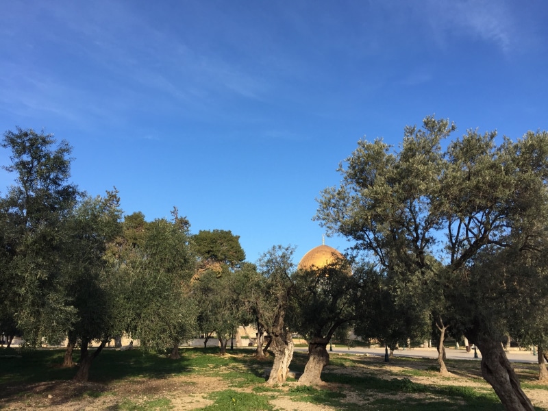 sunlight, grass, outdoors, 2K, beauty in nature, tranquil scene, park - man made space, temple, sky, tranquility, no people, olive, scenics - nature, plant