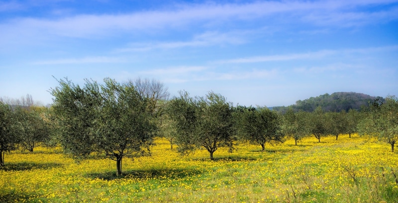 olive trees, country, daytime, 1080P, agriculture, sky, the clouds, nature, beauty In Nature, grass, meadow, field, summer, farm, plant, outdoors, spring