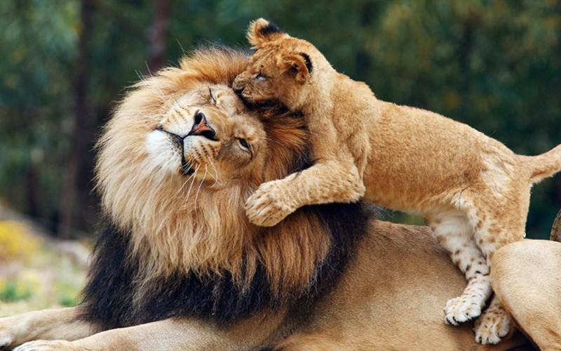 parent, lion, 1080P, cub, lions, game, hd