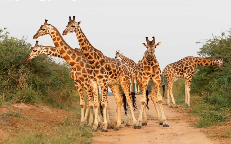 animal, hd, savannah, south, 4K, niger, african, africa, west, forests, east, living, north, desktop, chad, giraffe