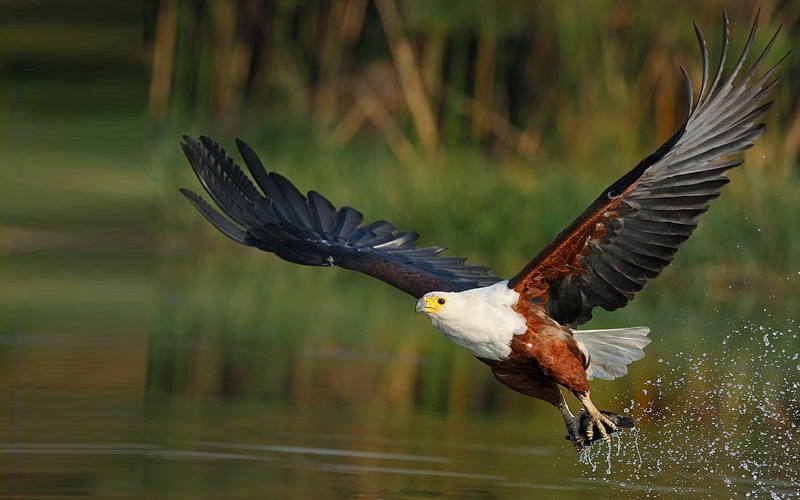 fish, national, zambia, south, 2K, bird, zimbabwe, vocifer, sudan, haliaeetus, eagle, african