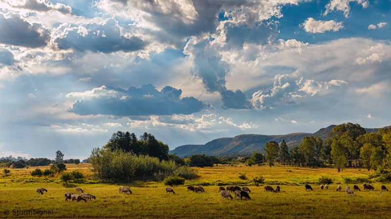 cow, Clouds, South Africa, Manzi, agriculture, grazing, photo, cattle, rural Scene, Trees, pasture, herd, animals, nature, outdoors, Magaliesberg, meadow