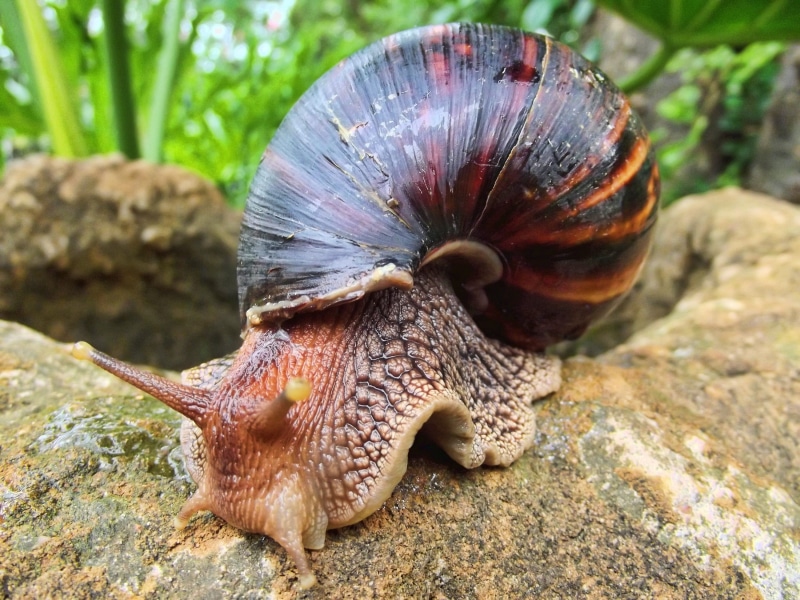 animal shell, animal themes, snail, south africa, land, animals in the wild, black, day, no people, focus, solid, gastropod, animal, shell, giant african land snail