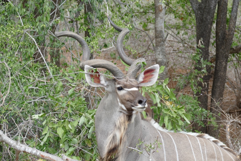 one animal, land, animal themes, outdoors, no people, plant, tree, antler, Antelope, animal wildlife, Kudu, animals in the wild, south-africa, Wild, herbivorous