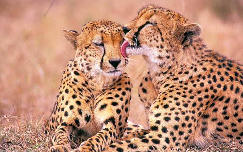 african, cheetah, south, two, cheetahs, 1080P