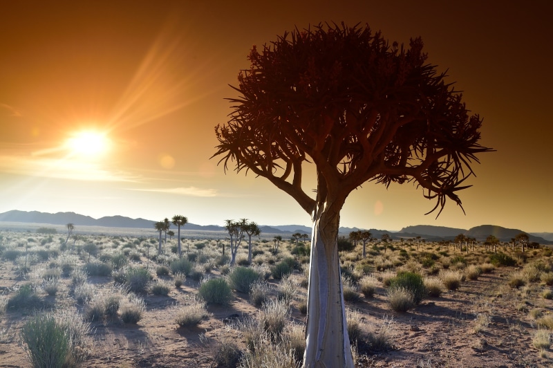 plant, Kokerboom, africa, South Africa, Quiver Tree, African, greenery, desert, Northern Cape, 4K, landscape, northern, terrain, scenics, grasses, sunset