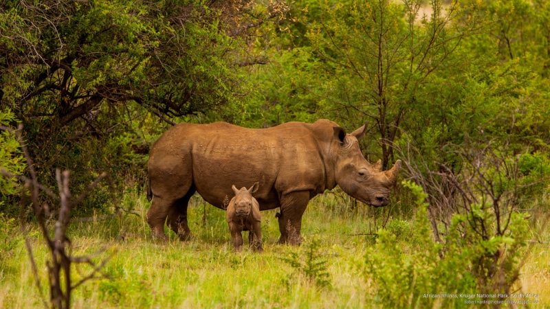 kruger, national, park, 2K, south, african, Africa, rhinos