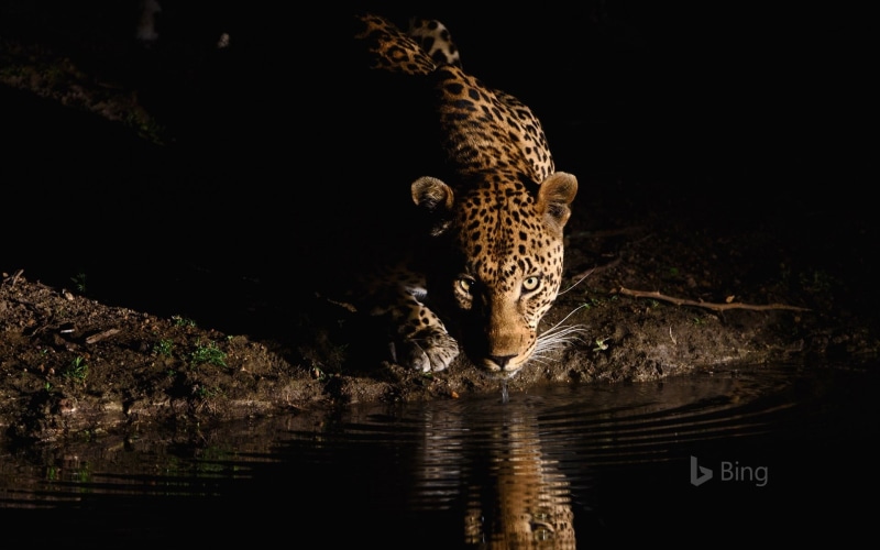 animal, sign, animal head, bing, lake, african, night, tree, desktop, front view, no people, south, leopard, one animal, animals in the wild, waterfront