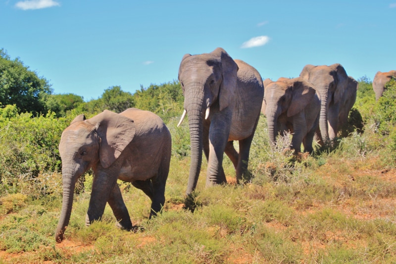 south africa, animal, water hole, animals, mammal, sky, flock, safari Animals, wild animals, animal wildlife, plant, herd of elephants, wilderness, big five
