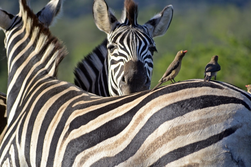 animal, umfolozi game reserve, group of animals, safari, striped, 4K, herbivorous, no people, animal wildlife, domestic animals, natural pattern, nature