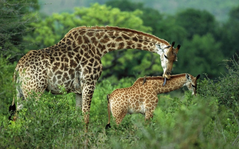 south Africa, day, safari Animals, plant, big Cat, nature, animal wildlife, tanzania, animal themes, care, bush, undomesticated Cat, group of animals, cub