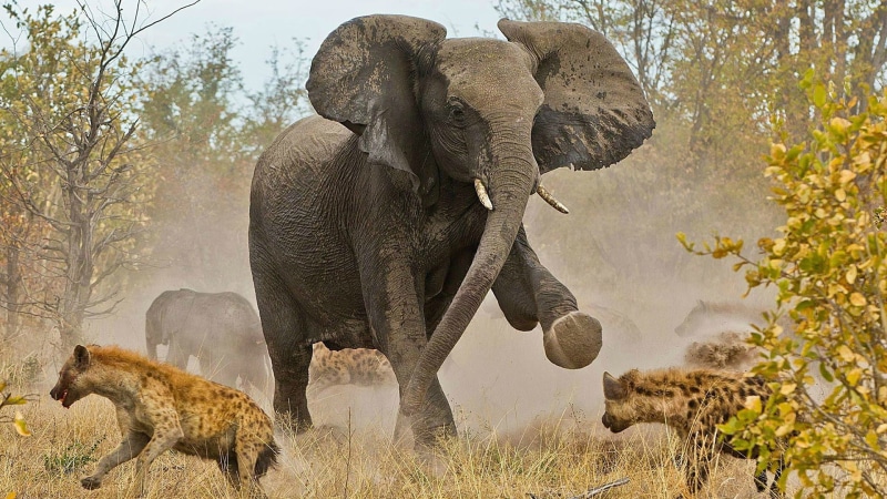 african, five, ungulate, african elephant, mammal, herbivore, day, 1080P, grey, reserve, outdoors, ears, wild, animals in the wild, animal, conservation