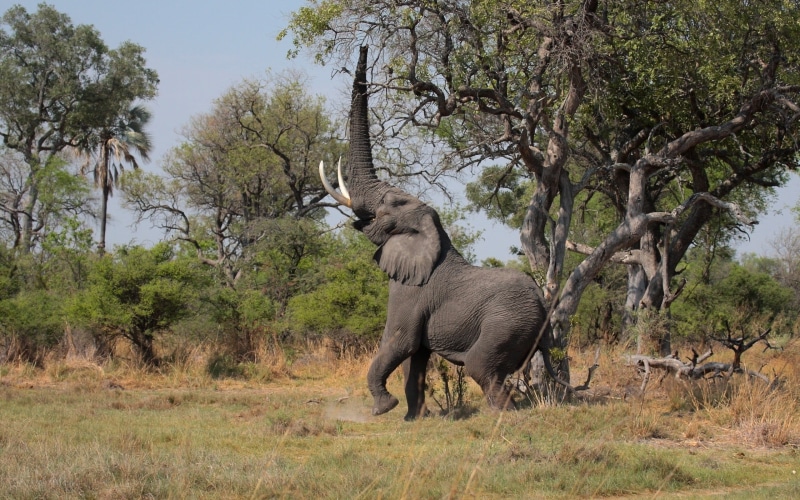 tanzania, mammal, gray, herbivorous, south Africa, group of animals, young Animal, animals And Pets, national Park, no People, animals In The Wild, forest