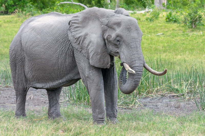 nature, south africa, animal wildlife, animal trunk, day, baby elephant