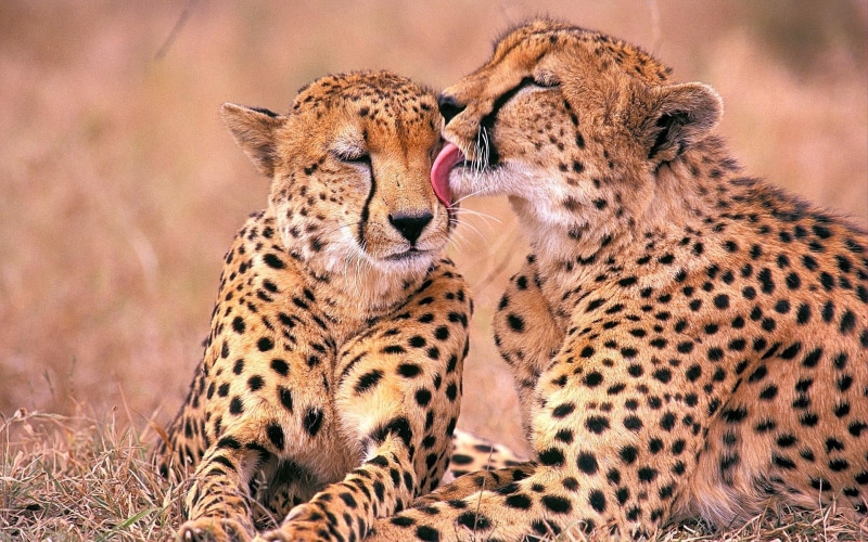 1080P, south, animals and birds, cheetahs, african